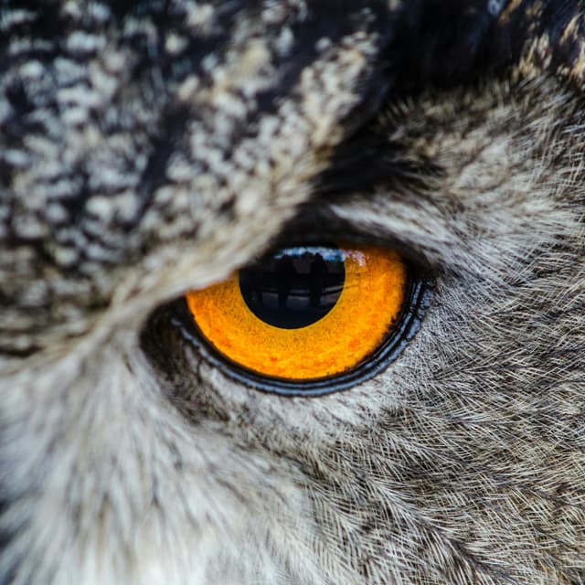 Picture of the eye of an owl